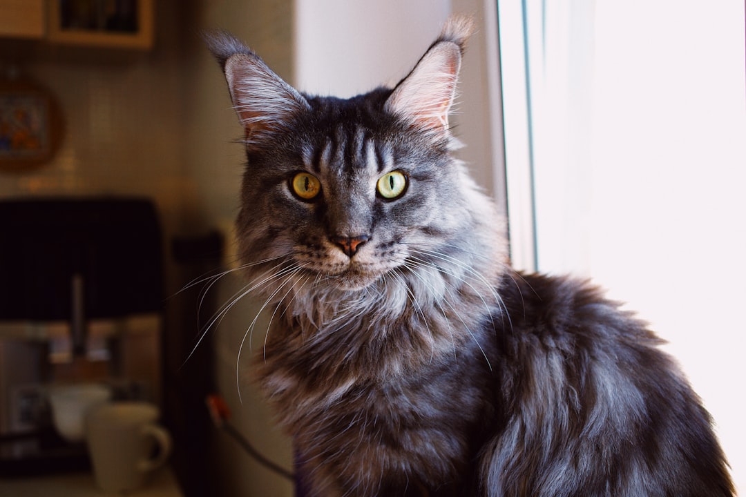 Photo Maine Coon cat