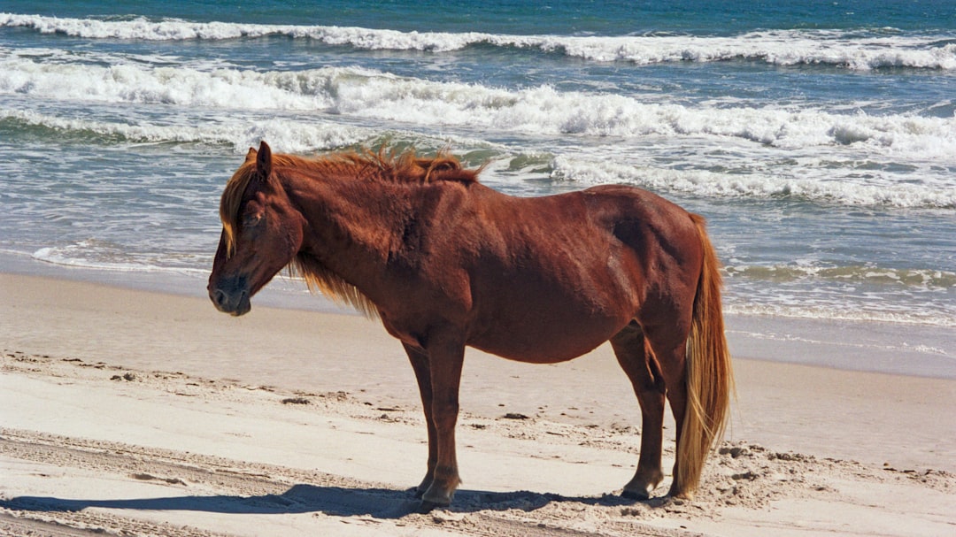 Photo Maryland coast